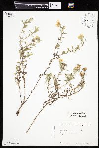 Heterotheca villosa var. minor image