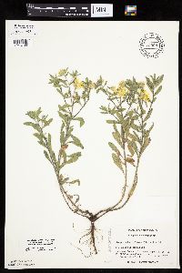 Heterotheca villosa image