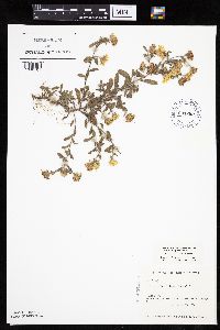 Heterotheca villosa image