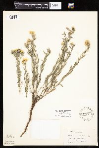 Heterotheca villosa var. minor image