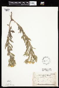 Heterotheca villosa var. minor image