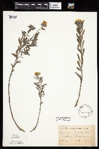 Heterotheca villosa var. minor image