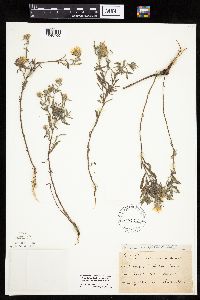 Heterotheca villosa image