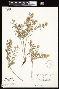 Heterotheca villosa var. minor image