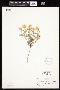 Heterotheca villosa var. minor image