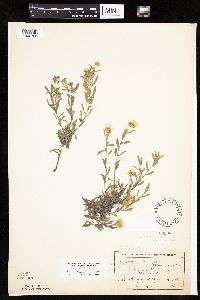 Heterotheca villosa image