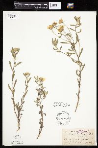 Heterotheca villosa var. minor image
