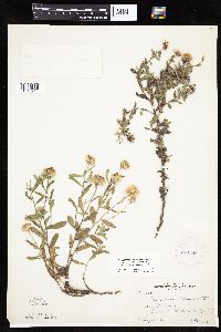 Heterotheca villosa var. minor image