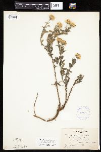 Heterotheca villosa image