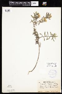 Heterotheca villosa var. minor image