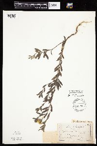 Heterotheca villosa image