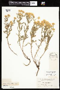 Heterotheca villosa var. minor image