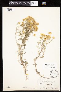 Heterotheca villosa var. minor image