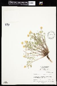 Heterotheca villosa image