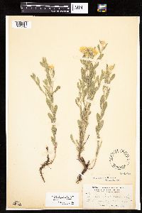 Heterotheca villosa var. minor image