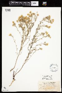 Heterotheca villosa image