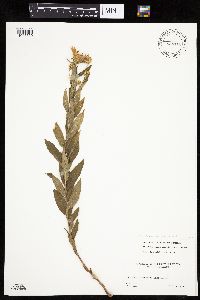 Heterotheca villosa image