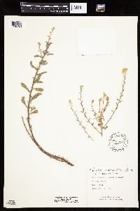Heterotheca villosa image