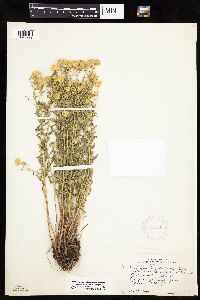 Heterotheca villosa image