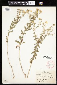 Heterotheca villosa image