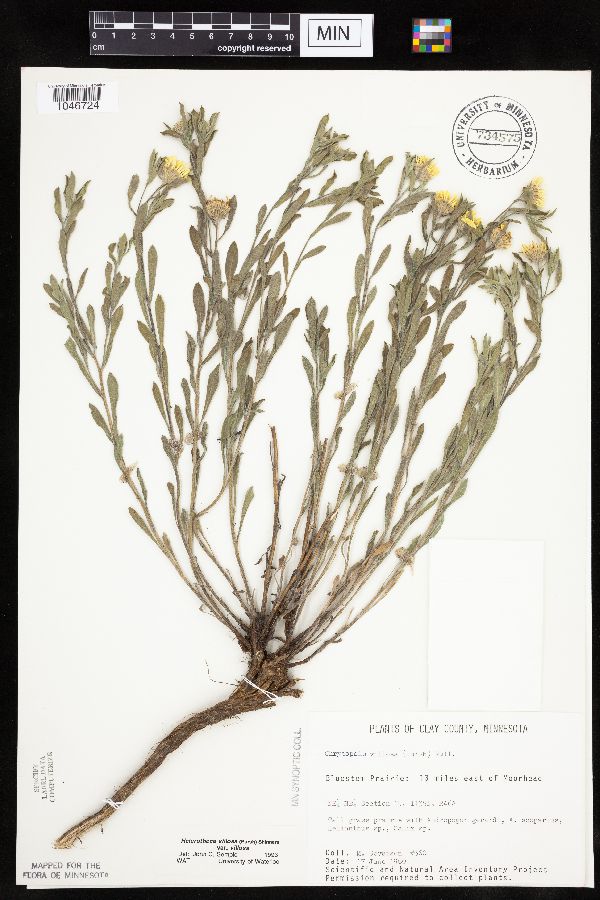 Heterotheca villosa var. villosa image