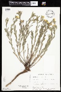 Heterotheca villosa image