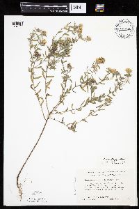 Heterotheca villosa var. villosa image