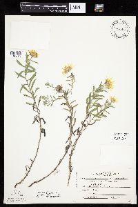 Heterotheca villosa var. villosa image