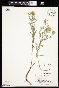 Heterotheca villosa var. villosa image