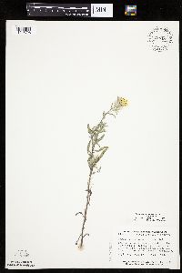 Heterotheca villosa var. villosa image