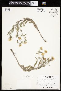 Heterotheca villosa var. villosa image