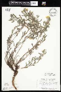 Heterotheca villosa var. villosa image