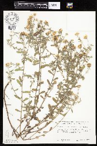 Heterotheca villosa var. villosa image