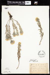 Heterotheca villosa var. villosa image