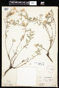 Heterotheca villosa var. villosa image