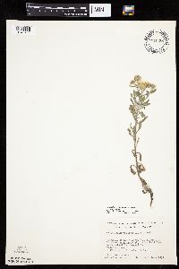 Heterotheca villosa var. villosa image