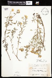 Heterotheca villosa var. villosa image