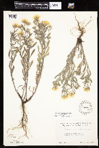 Heterotheca villosa var. villosa image