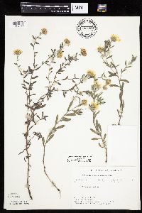 Heterotheca villosa var. villosa image