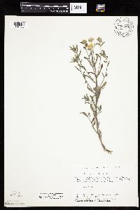 Heterotheca villosa var. villosa image