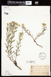 Heterotheca villosa var. villosa image