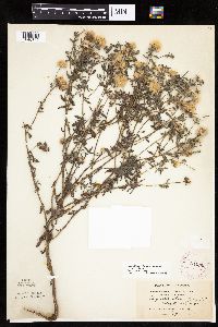 Heterotheca villosa var. villosa image