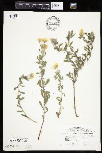 Heterotheca villosa var. villosa image