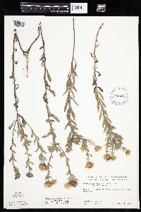 Heterotheca villosa var. villosa image