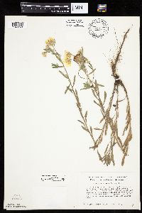 Heterotheca villosa var. villosa image