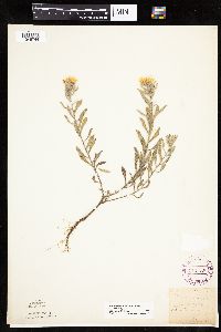 Heterotheca villosa image