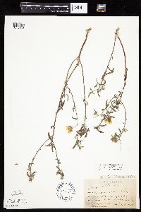 Heterotheca villosa var. villosa image