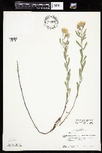 Heterotheca villosa var. villosa image