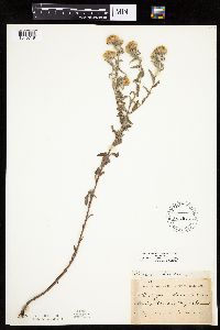 Heterotheca villosa var. villosa image