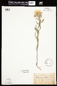 Heterotheca villosa var. villosa image